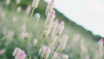 tomoko-uji-XlF81fHowjo-unsplash